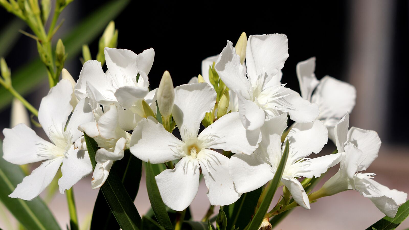 Canon EOS 77D (EOS 9000D / EOS 770D) sample photo. Oleander, flowers, white photography