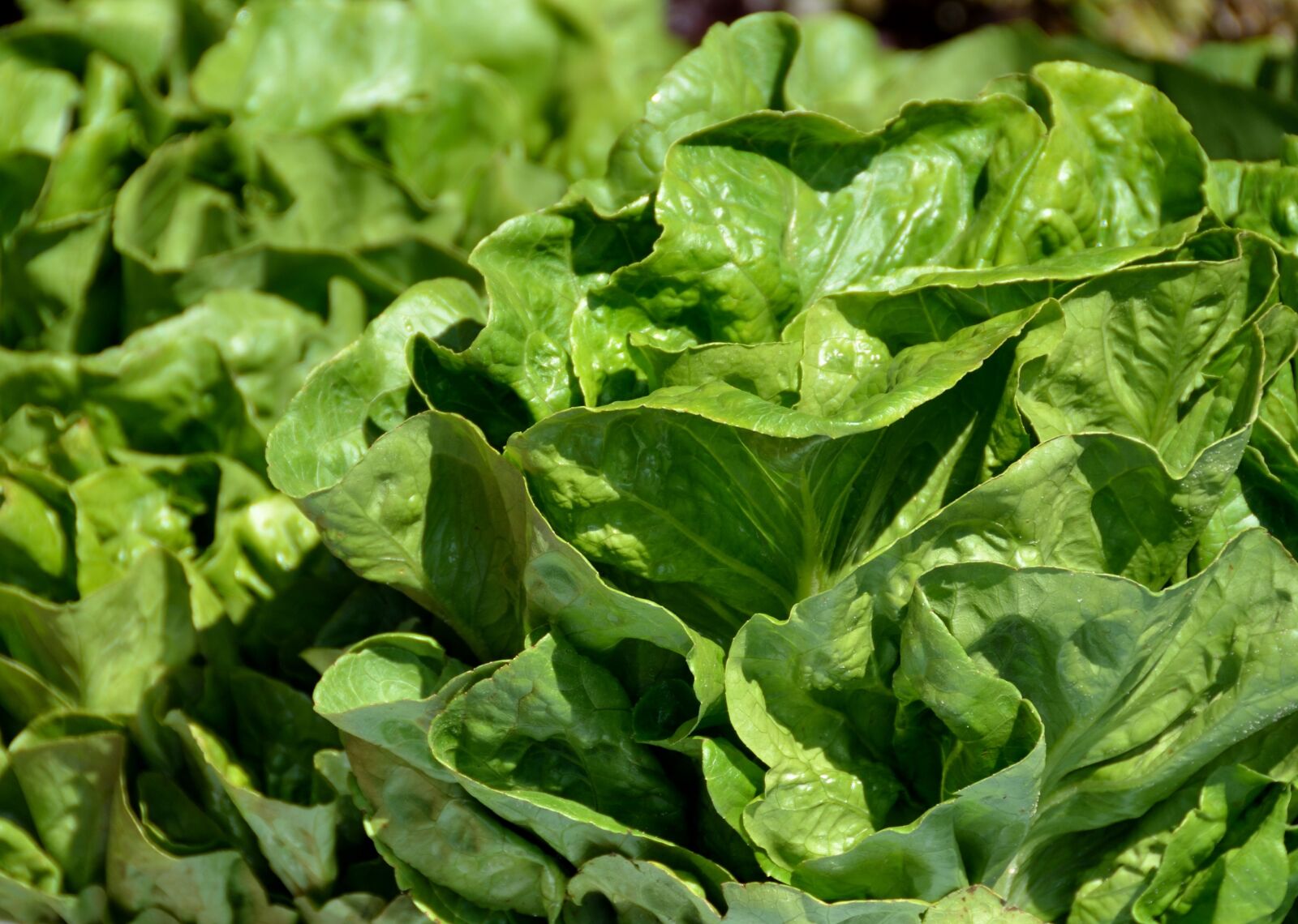 Nikon D7000 sample photo. Lettuce, fresh, food photography