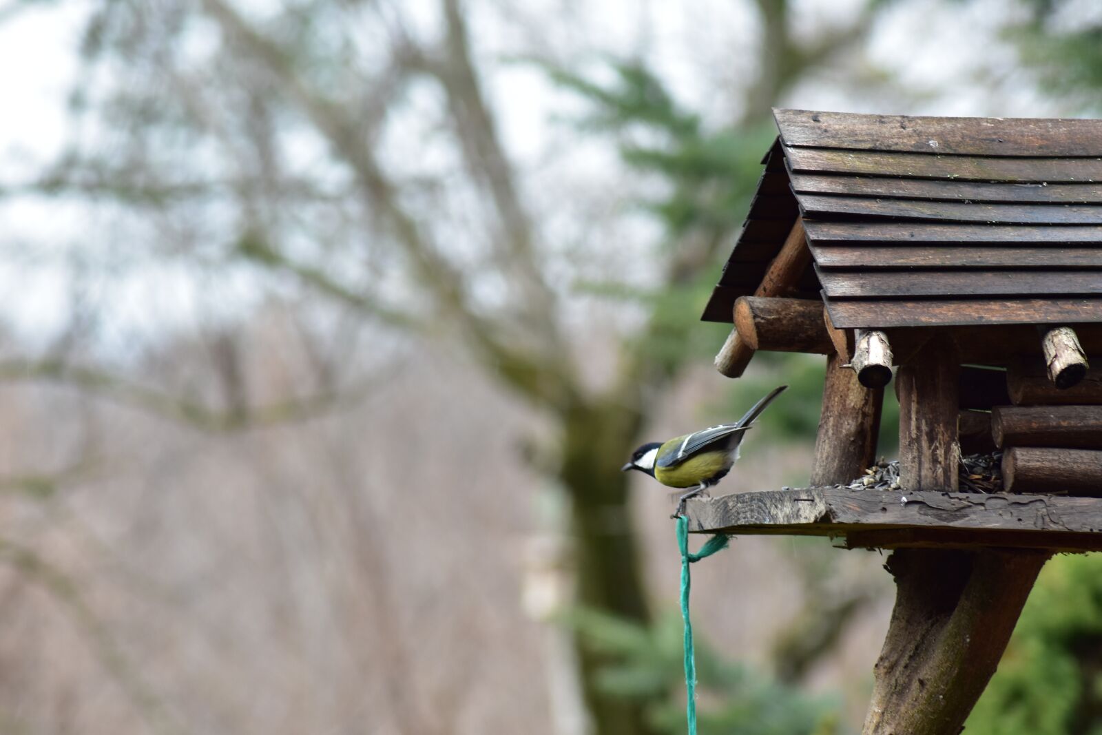 Nikon D3400 sample photo. Bird, spring bird, spring photography