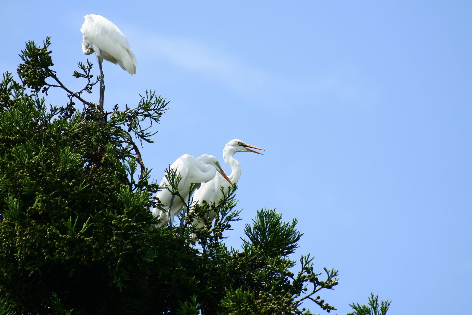 VR 70-300mm f/4.5-6.3G sample photo. Animal, sky, wood photography