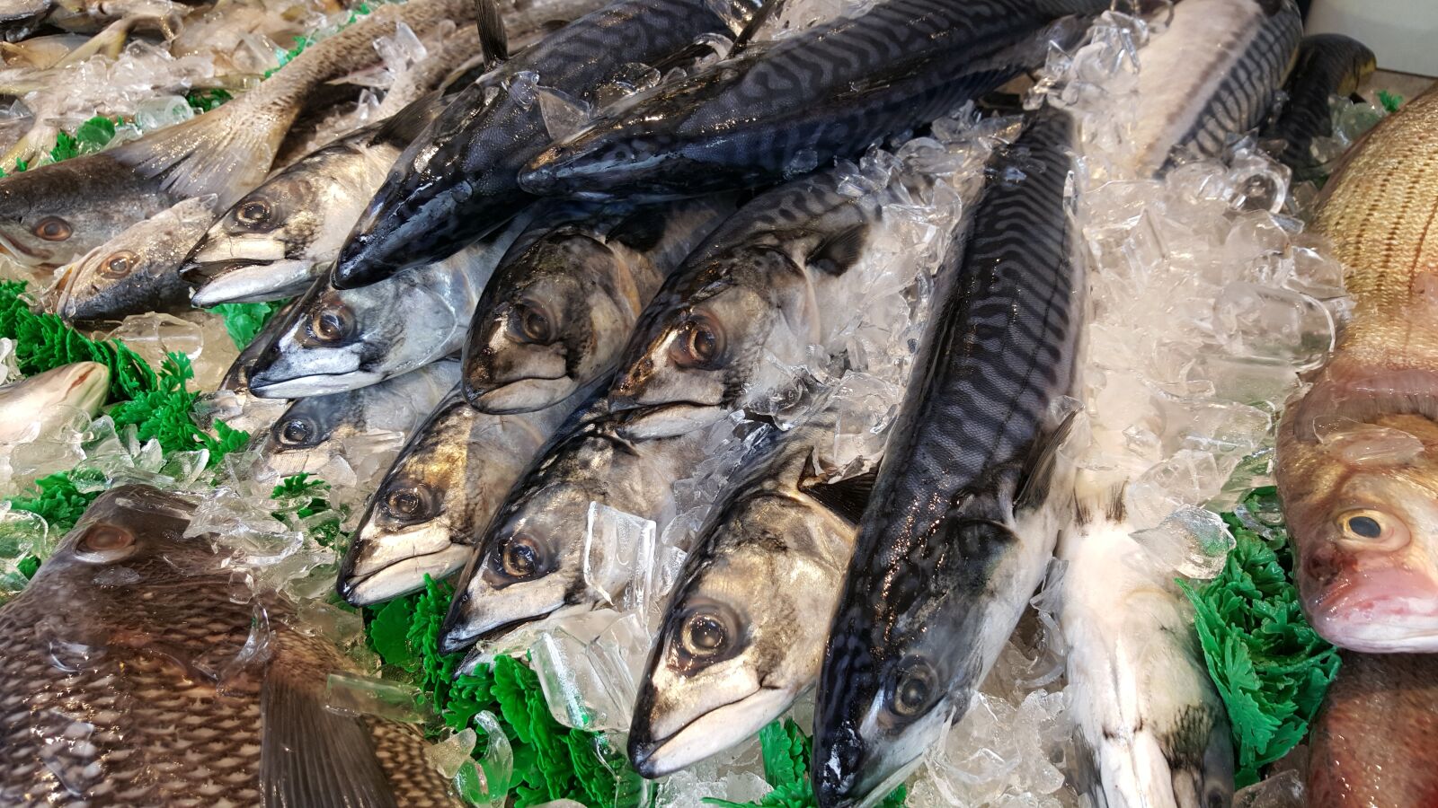 Samsung Galaxy S6 sample photo. Sea, fish, mackeral photography