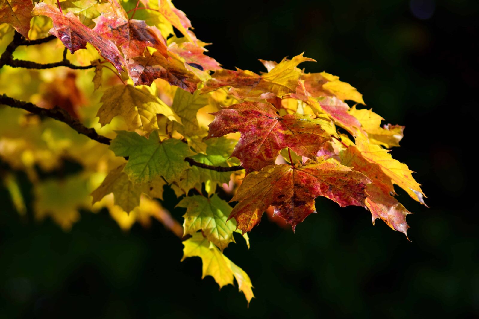 Nikon D3300 sample photo. Flora, leaf, nature, autumn photography