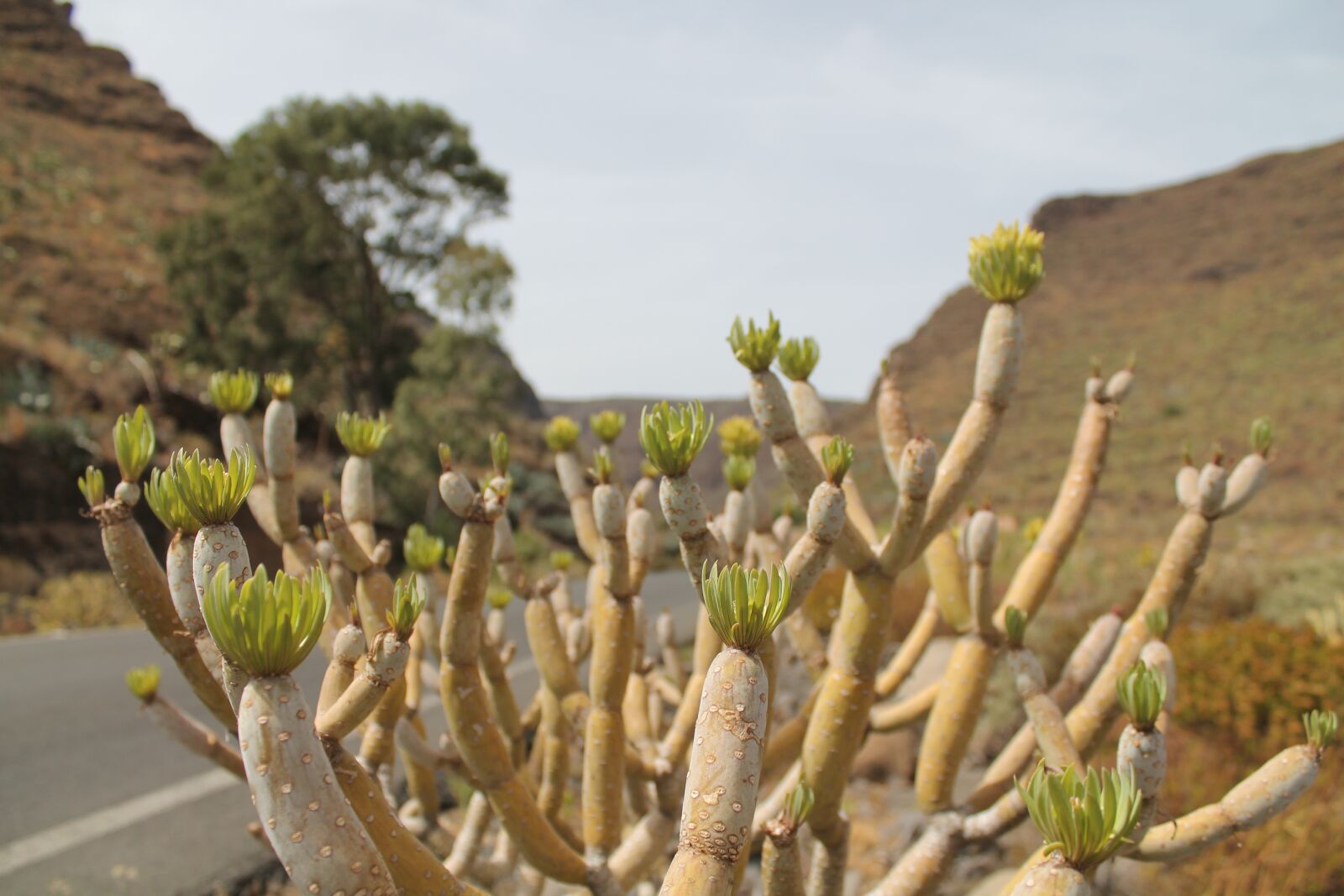 Canon EOS 1100D (EOS Rebel T3 / EOS Kiss X50) sample photo. Cactus, succulent, desert photography