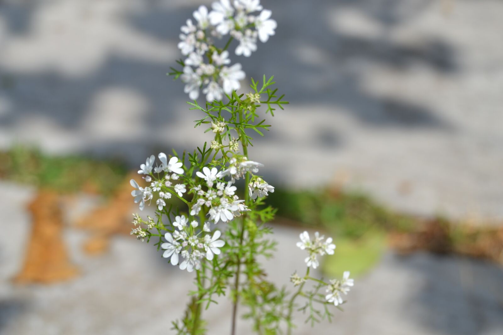 Nikon D3100 sample photo. Cilantro, flowers, plant photography