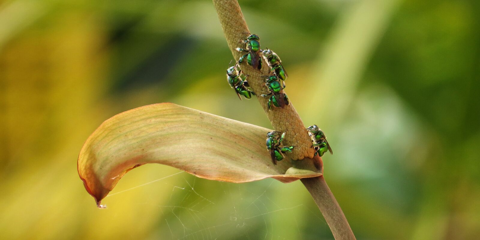 Canon PowerShot SX50 HS sample photo. Nature, insect, wild life photography