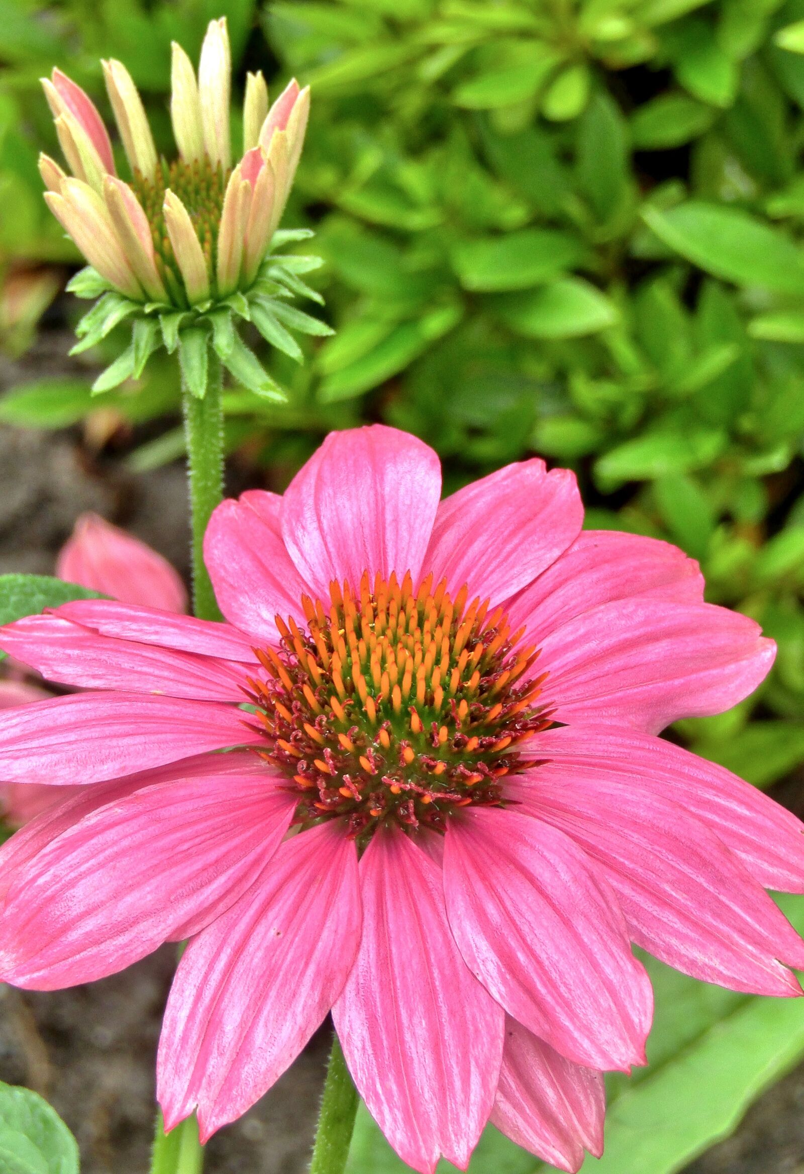 Canon POWERSHOT SX432 IS sample photo. Echinacea, coneflower, translucent sonnenhut photography