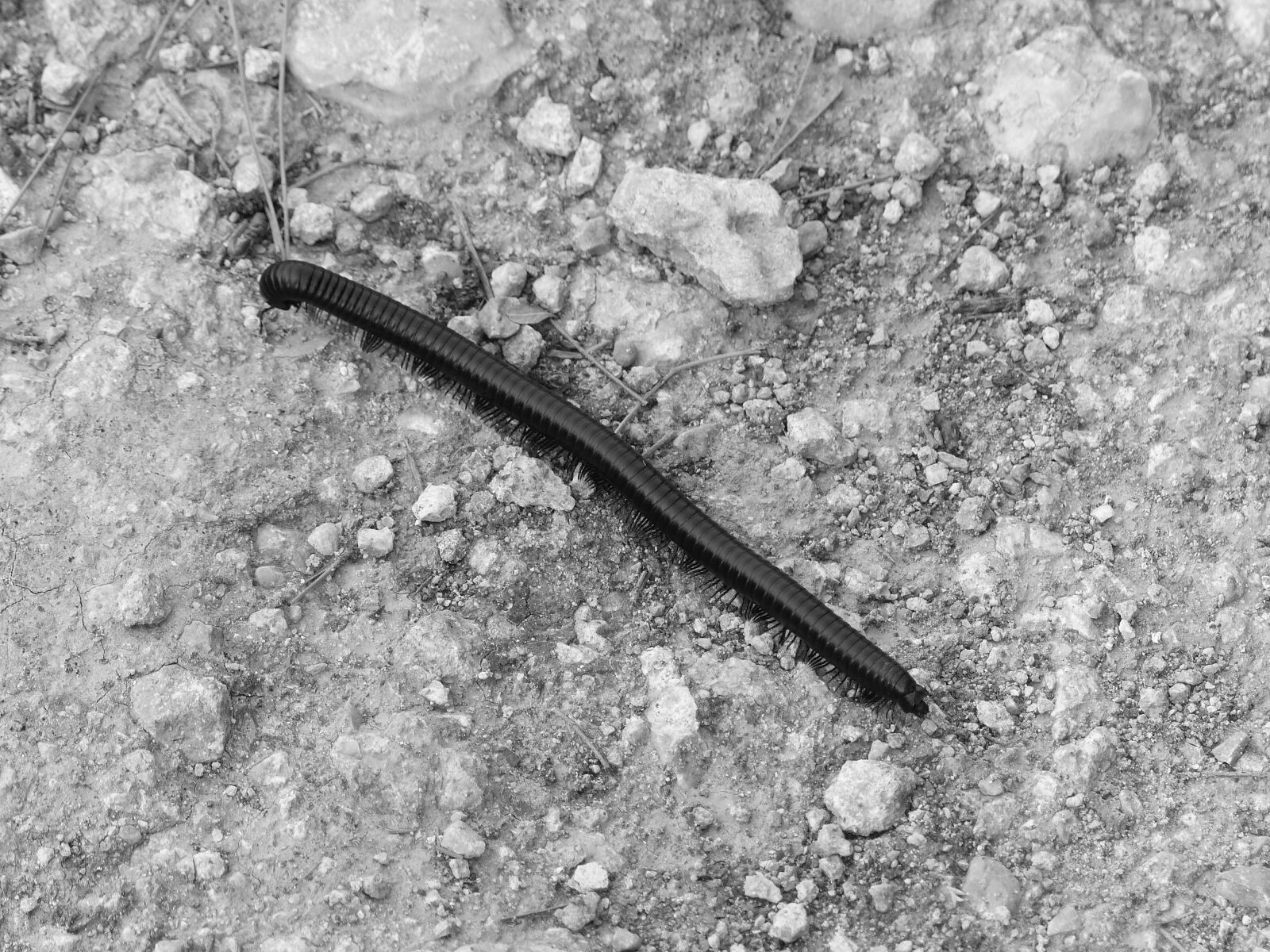 Panasonic Lumix DMC-FZ200 sample photo. Millipede, caterpillar, ground photography