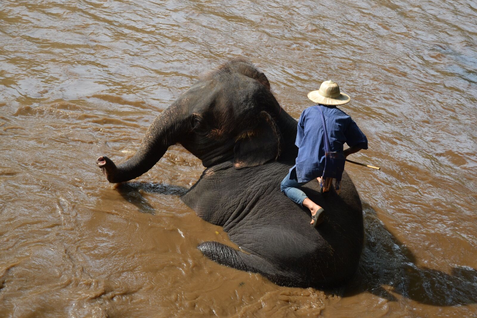 Nikon D3100 sample photo. Camp elephants, elephant, thailand photography
