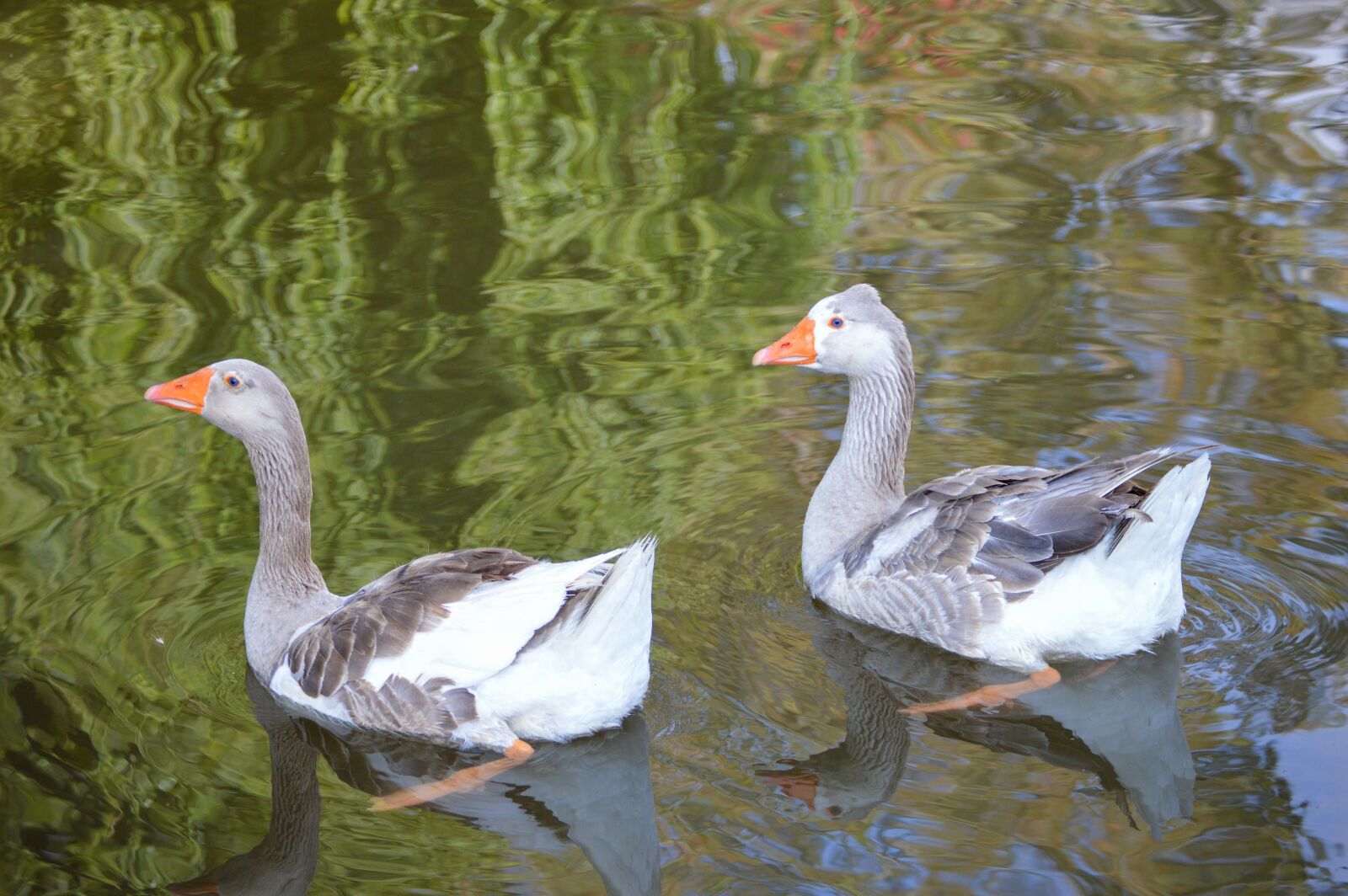 Nikon D3200 sample photo. Duck, ducks, animal photography