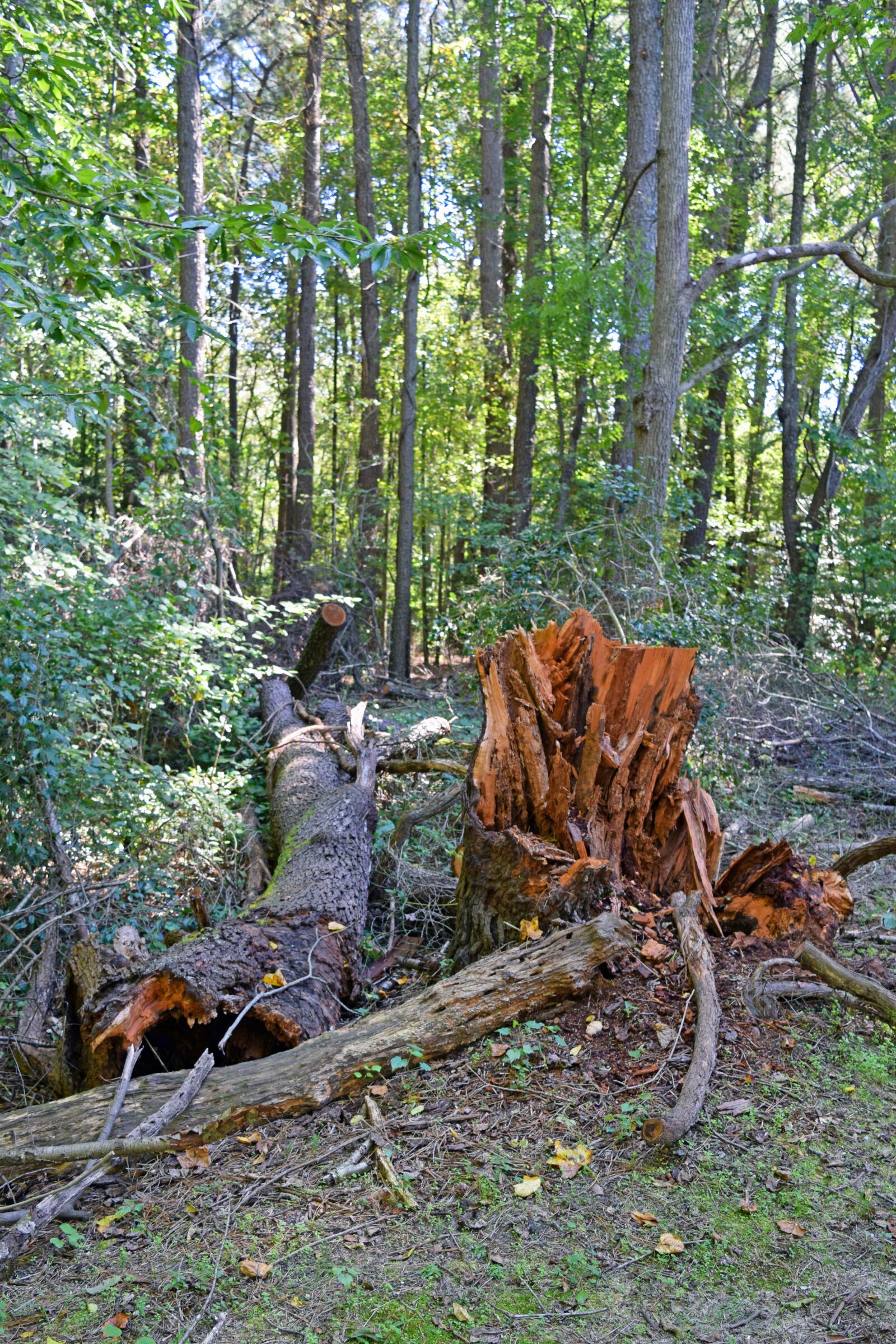 Nikon D3300 sample photo. Stump, wood, woods photography