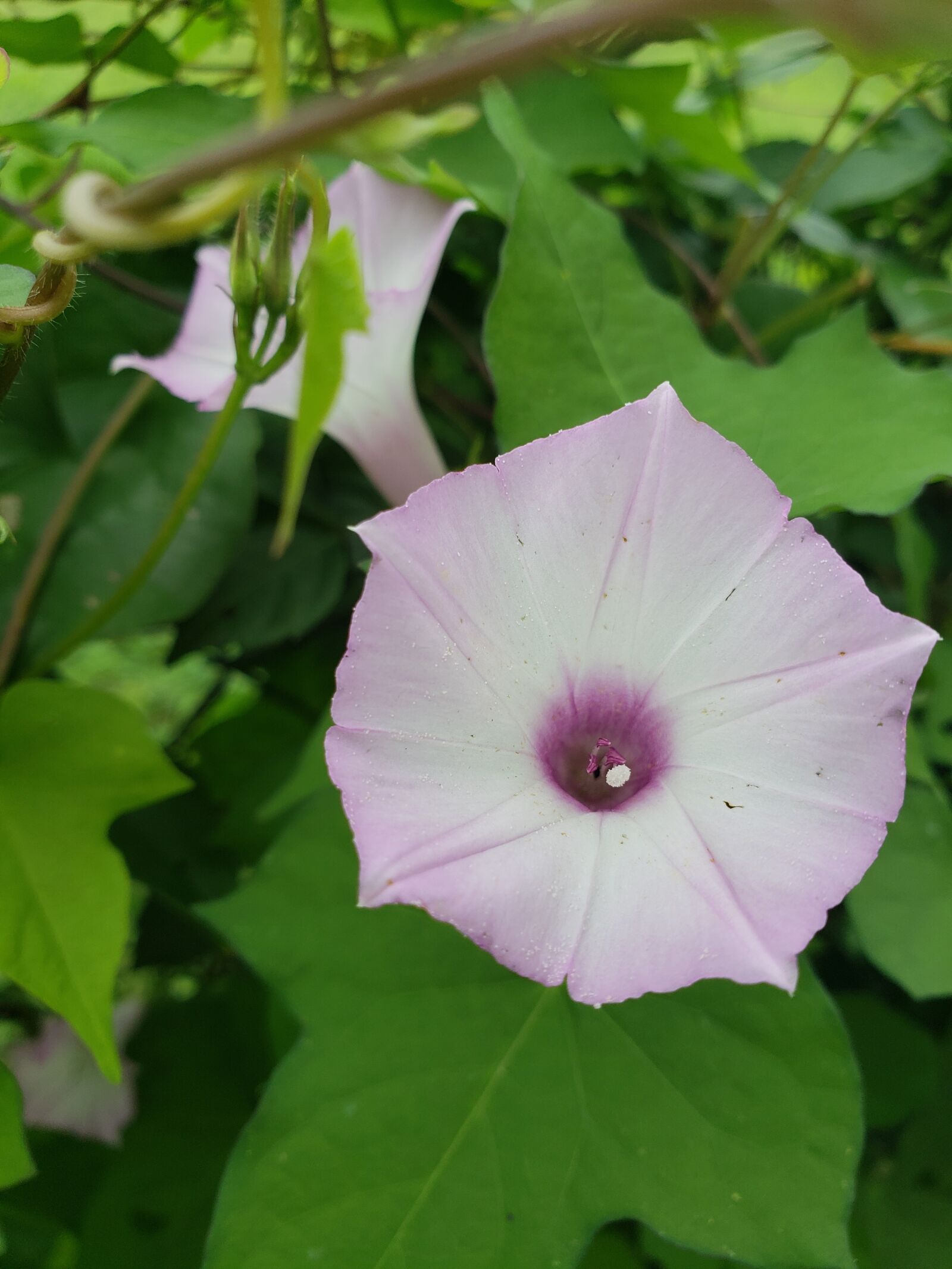 Samsung Galaxy S9 sample photo. Flower, morning glory, floral photography