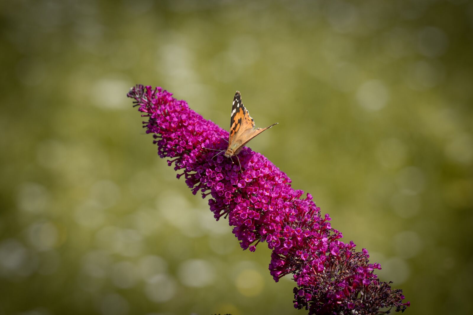 Nikon D750 sample photo. Lilac, butterfly, summer lilac photography