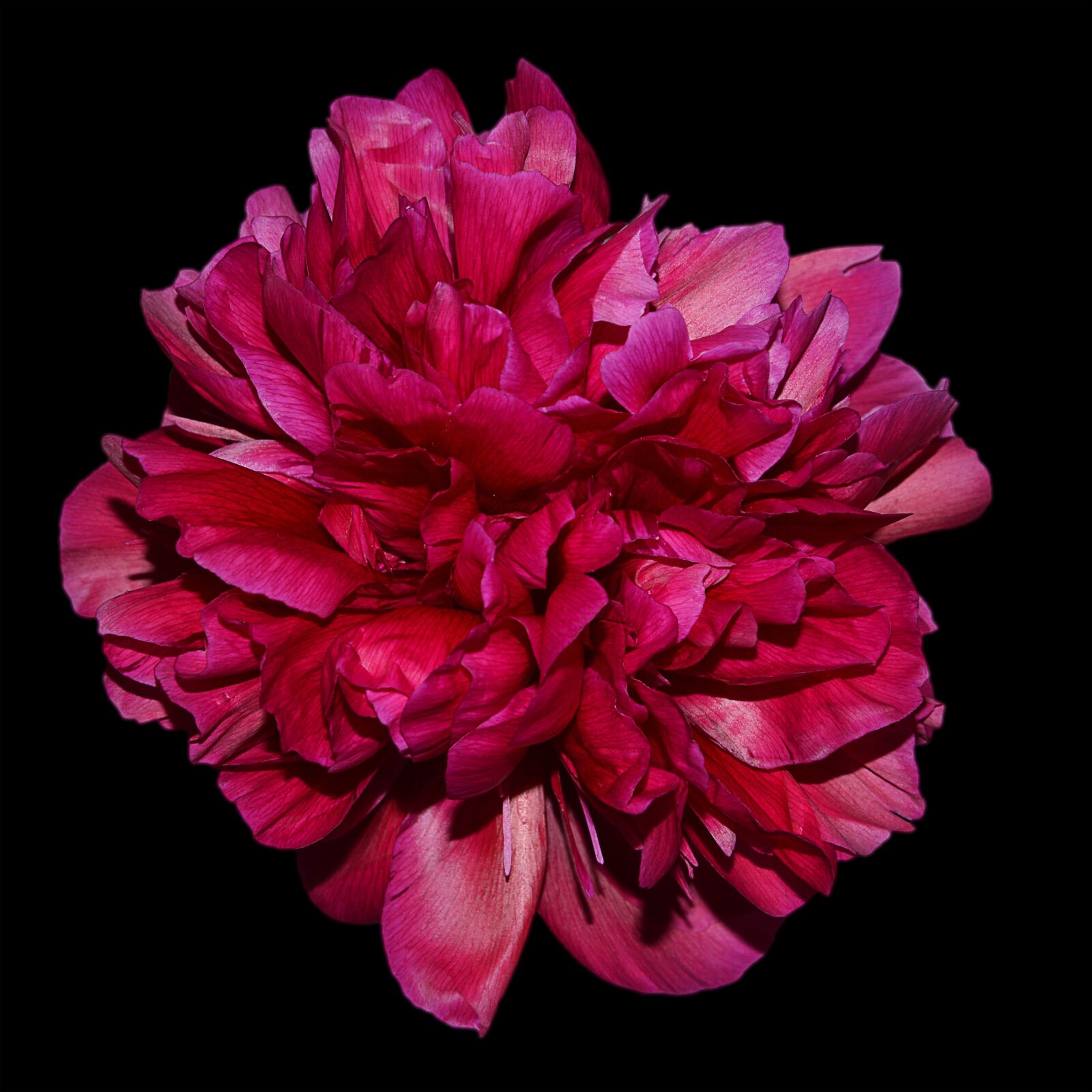 Nikon D3200 sample photo. Peony, red, blossom photography