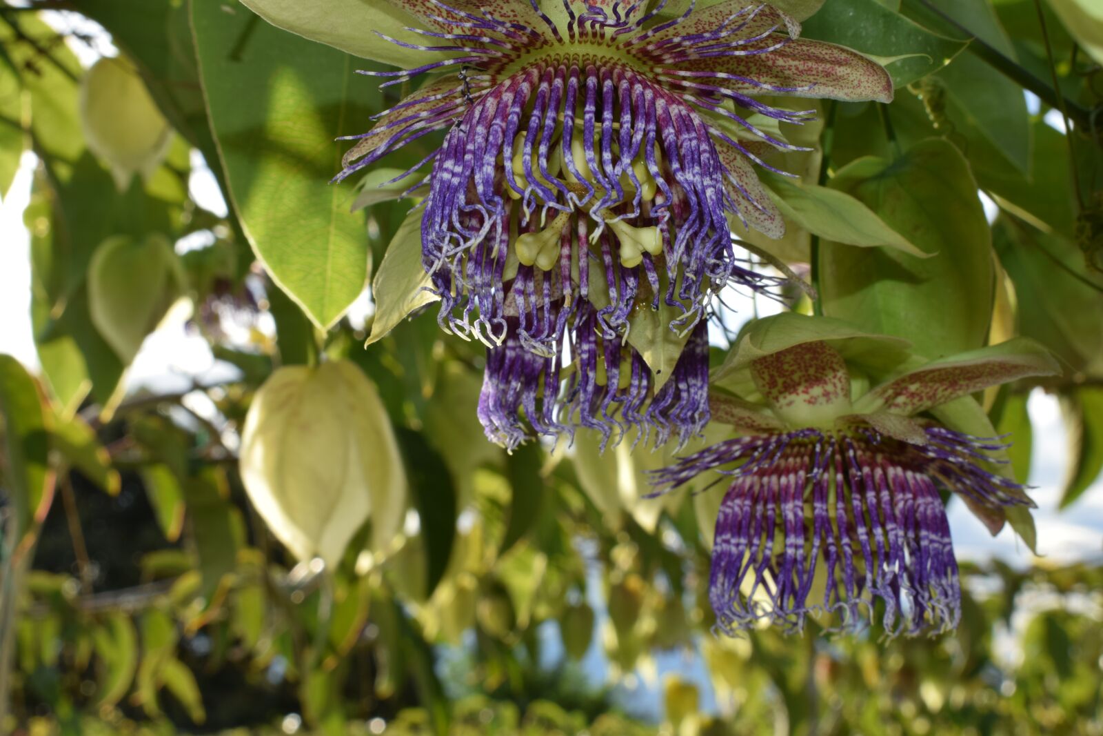 Nikon D5300 sample photo. Colombia, flowers, passiflora photography