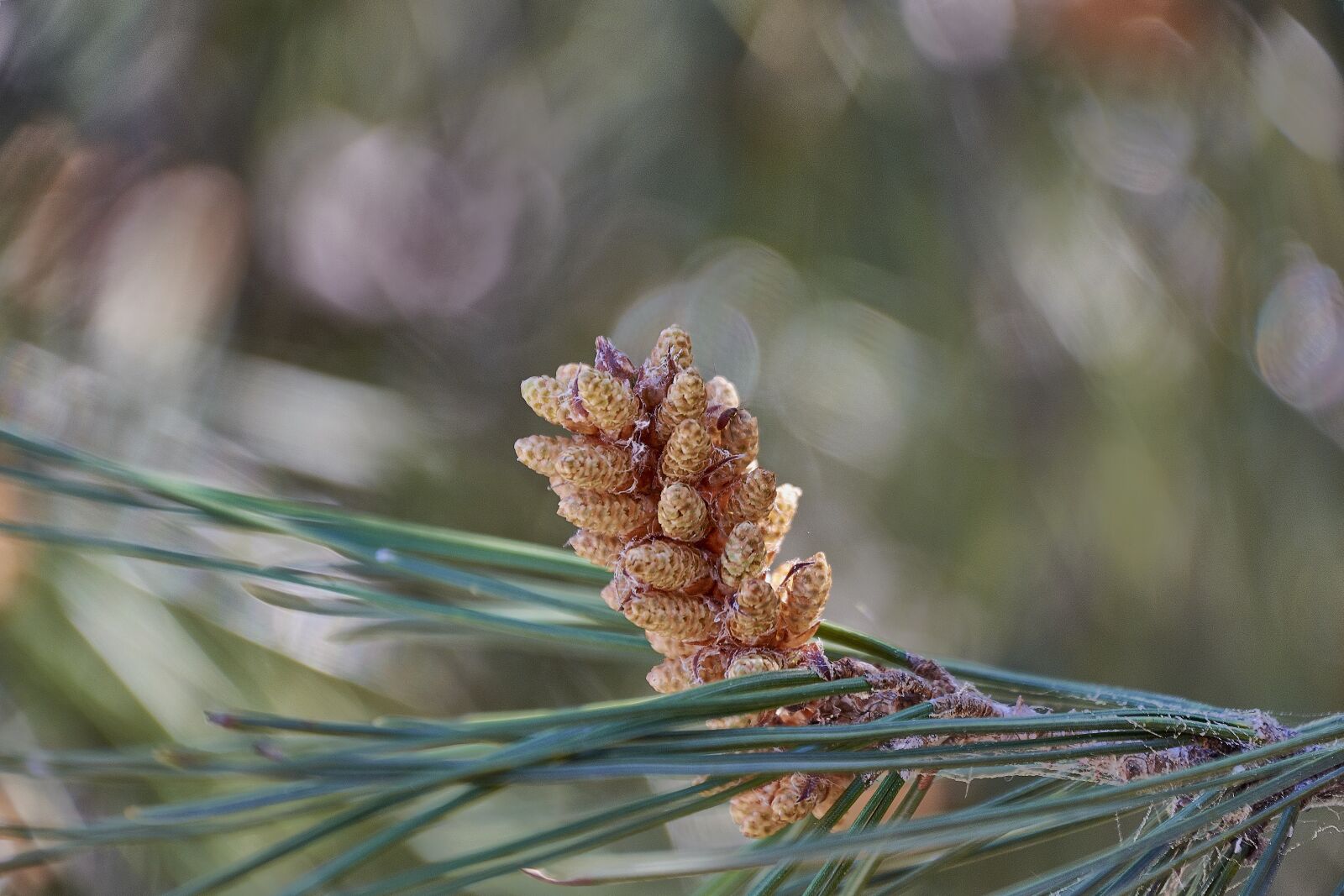 Nikon D7200 sample photo. Pine, outbreak, needles photography