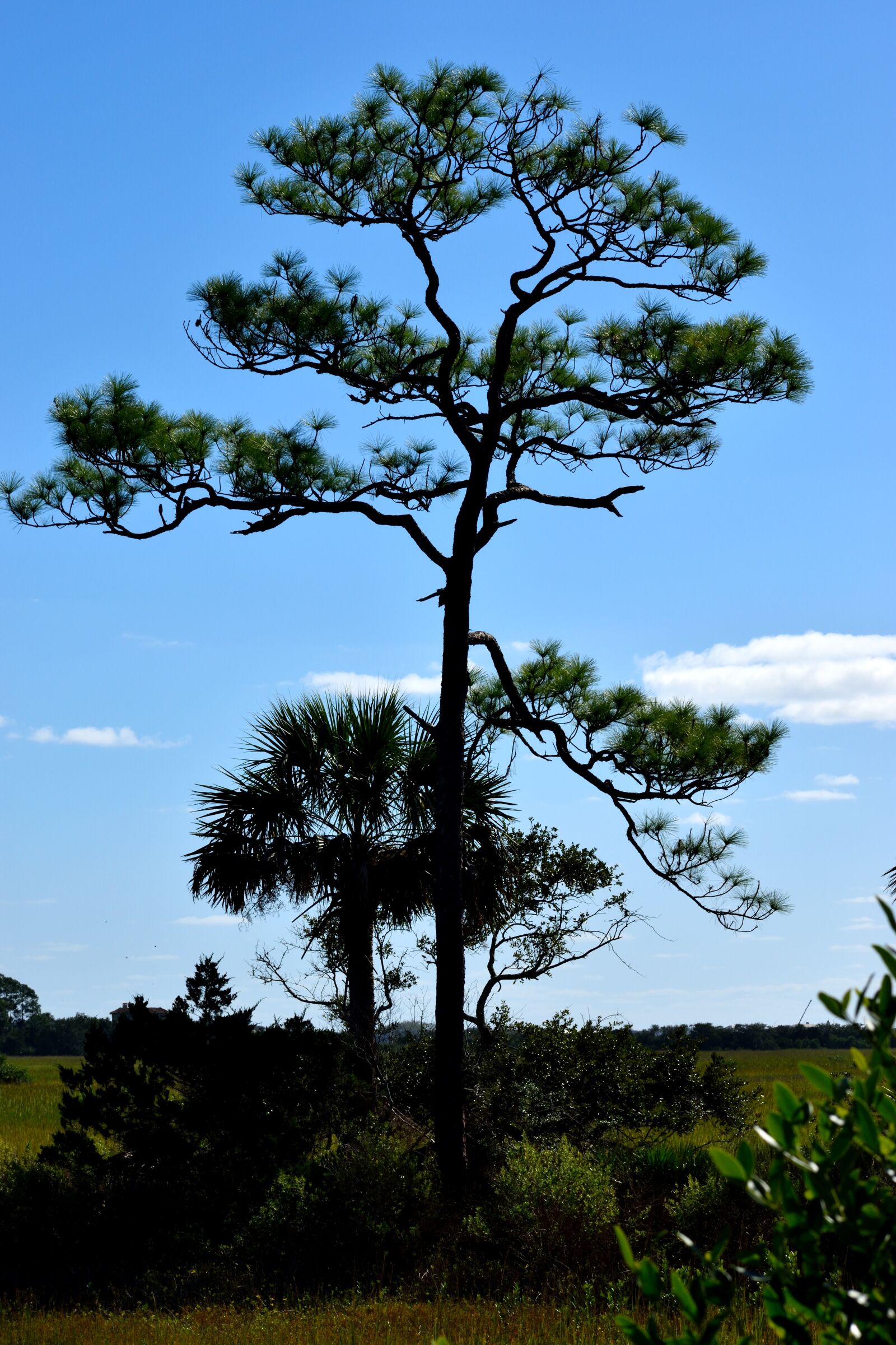 Nikon D3300 sample photo. Lone tree, tree, swamp photography