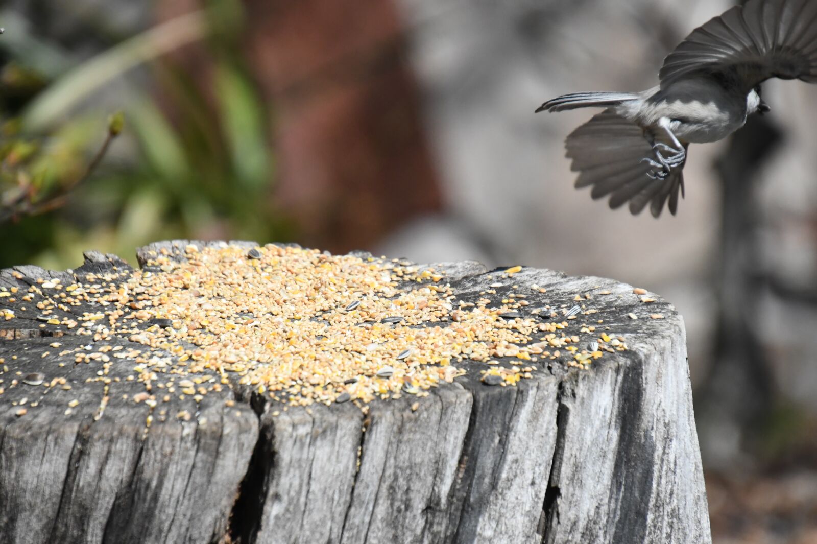 Nikon D850 sample photo. Bird, log, bird food photography