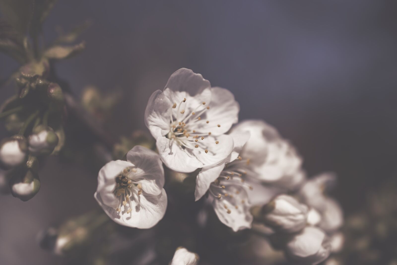 Nikon D5600 sample photo. Cherry blossoms, cherry branch photography