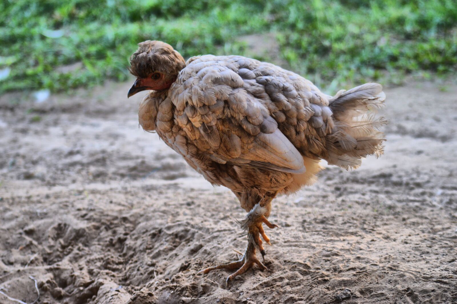 Nikon D3200 sample photo. Chicken, hen, feathers photography