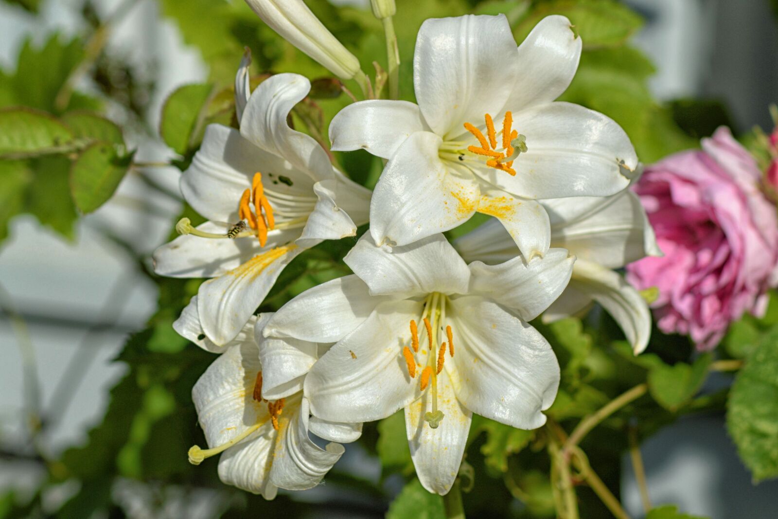 Nikon D3200 sample photo. Lilies, white lilies, flowers photography