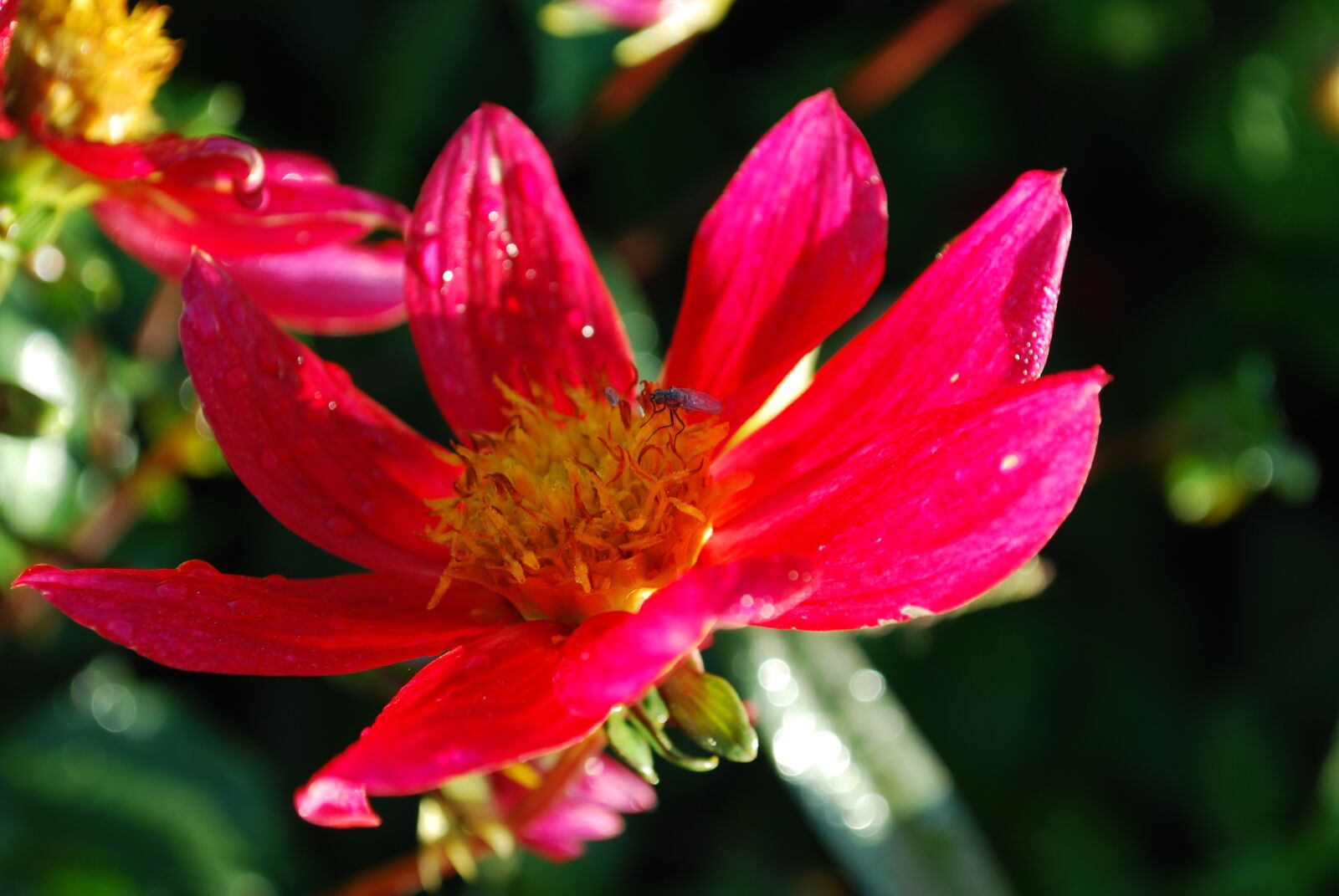 Nikon D60 sample photo. Flower, blossom, bloom photography