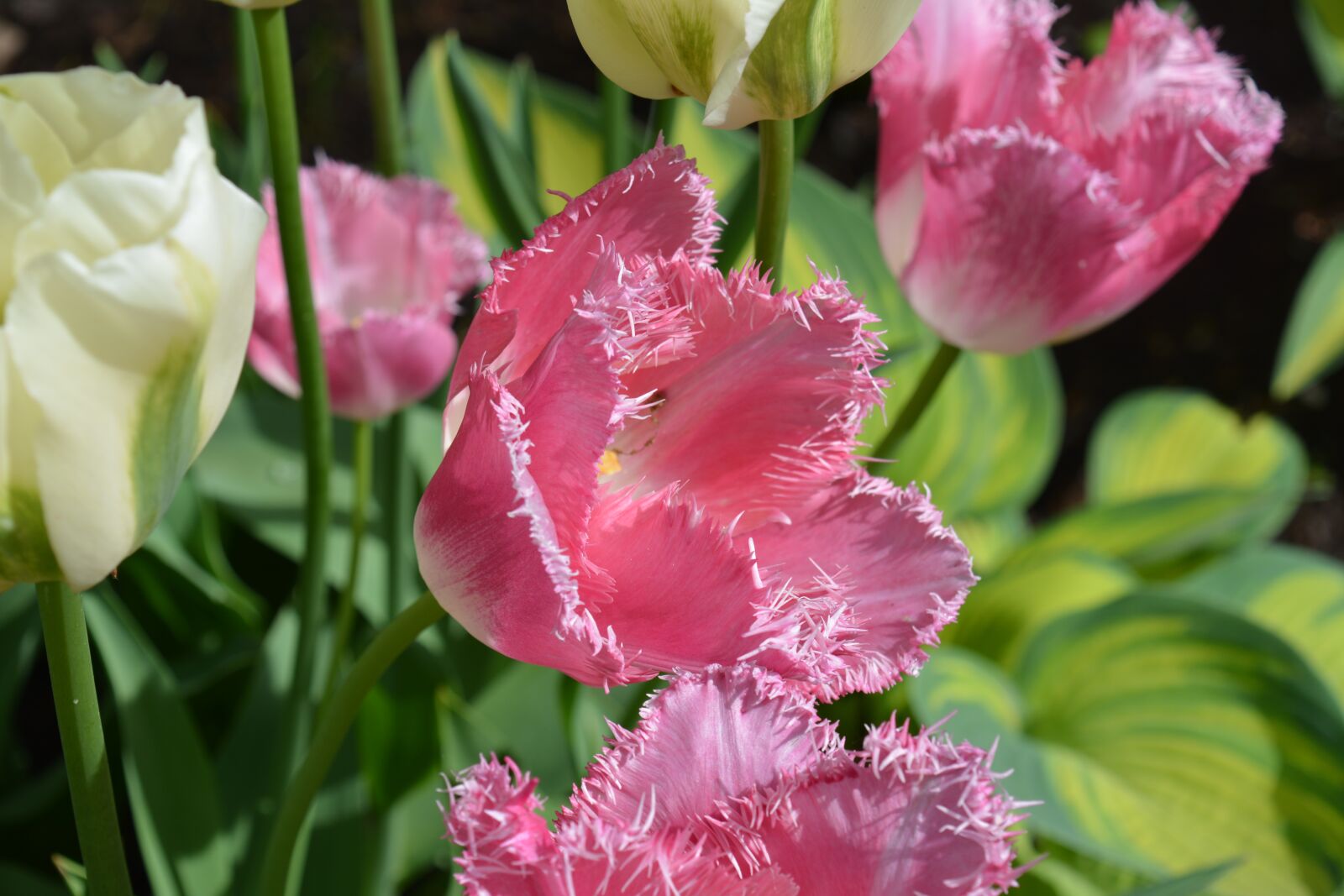 Nikon D5200 sample photo. Flower, tulip, pink photography