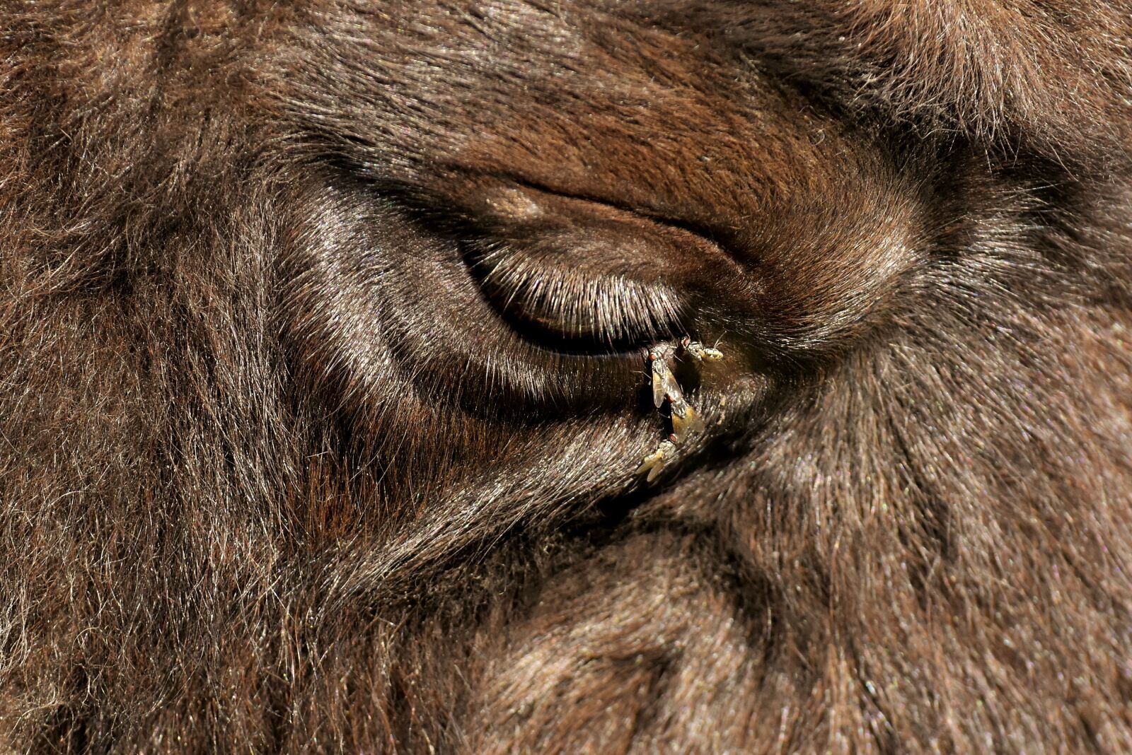 Nikon D7200 sample photo. Bison, eye, close up photography