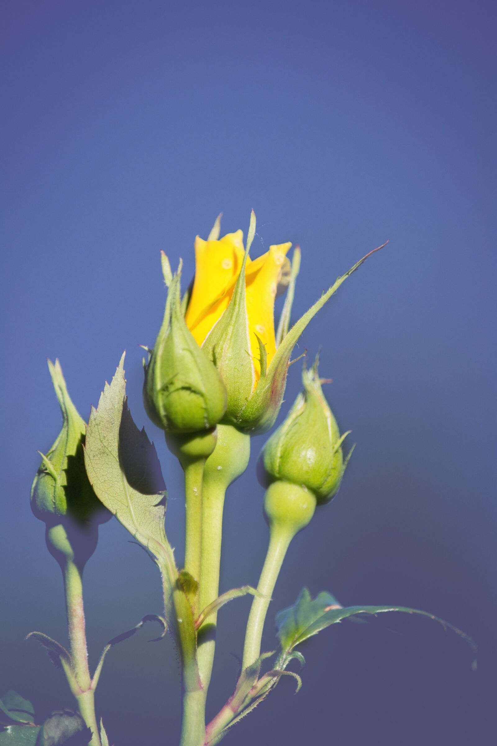 Nikon D7100 sample photo. Flower, rose, yellow photography