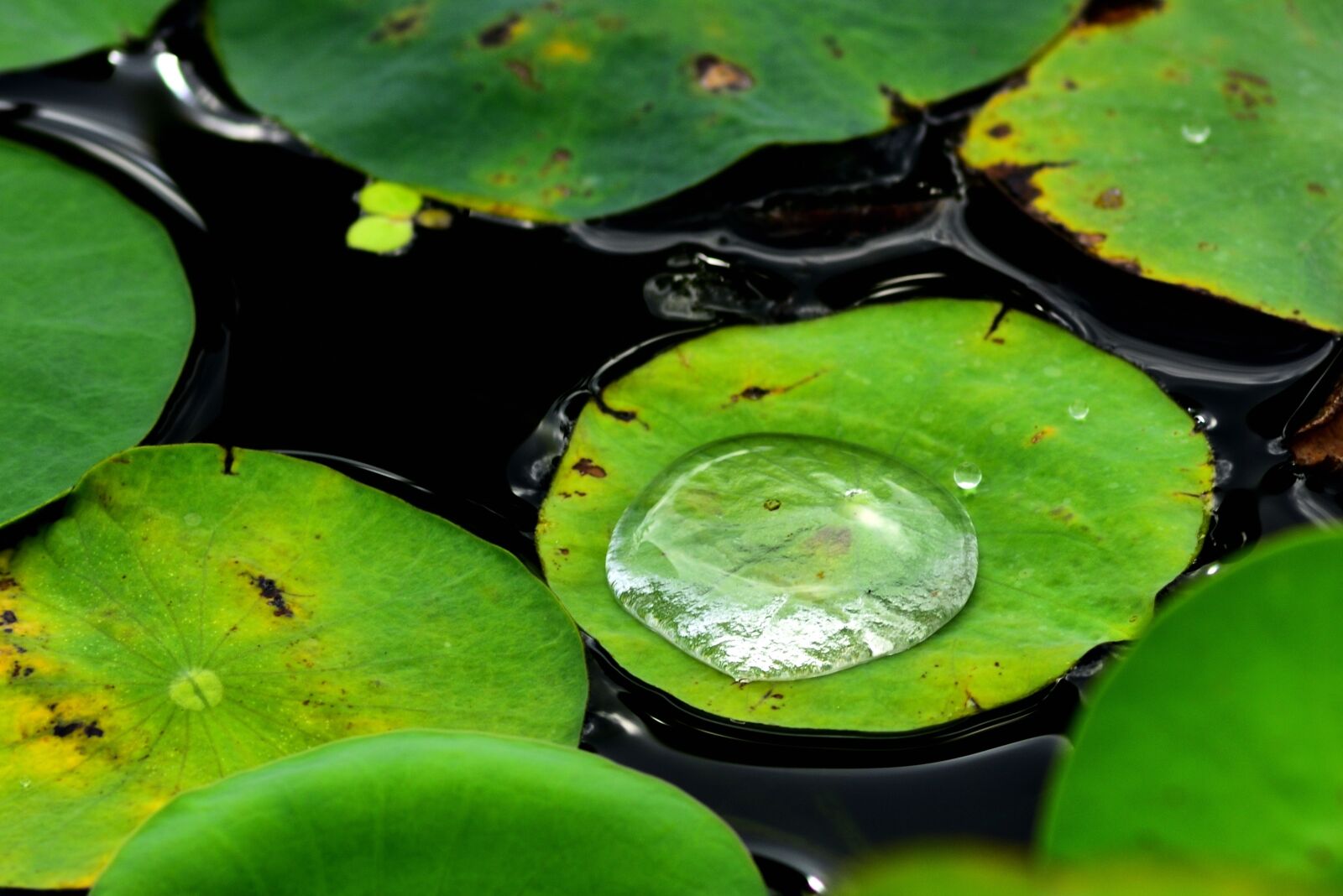 Nikon D750 sample photo. Water drops, water droplets photography