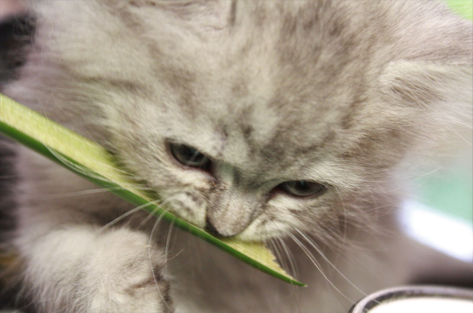 Canon EOS 1300D (EOS Rebel T6 / EOS Kiss X80) sample photo. Cat, persian, pets photography