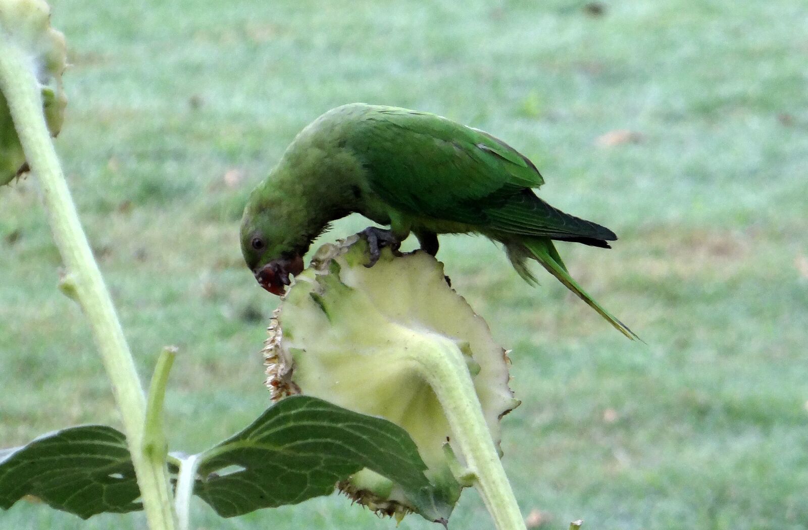 Sony DSC-HX200V sample photo. Rose-ringed parakeet, psittacula krameri photography
