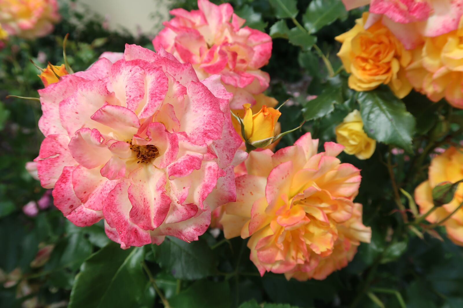Canon PowerShot G7 X Mark II sample photo. Flowers, pink, yellow photography