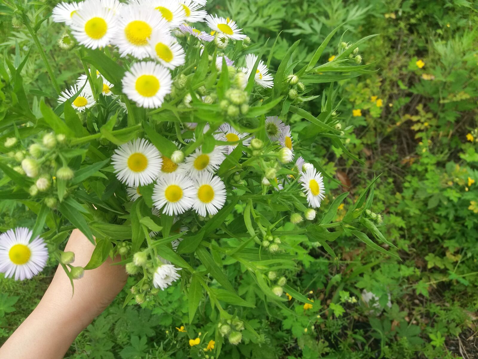 Samsung Galaxy J5(2016) sample photo. The dog died first photography