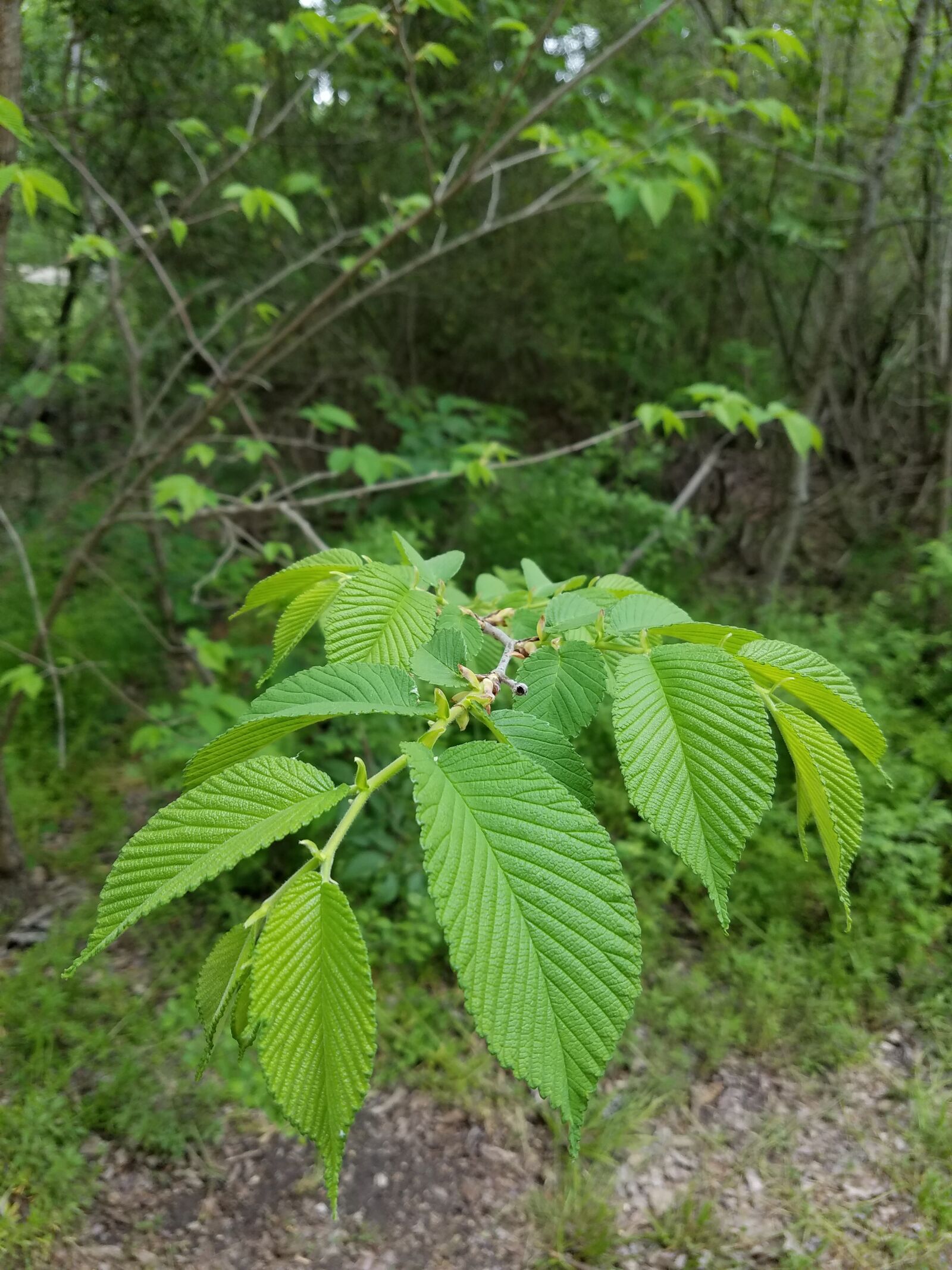 Samsung Galaxy S7 Edge sample photo. Fern, forest, plant photography