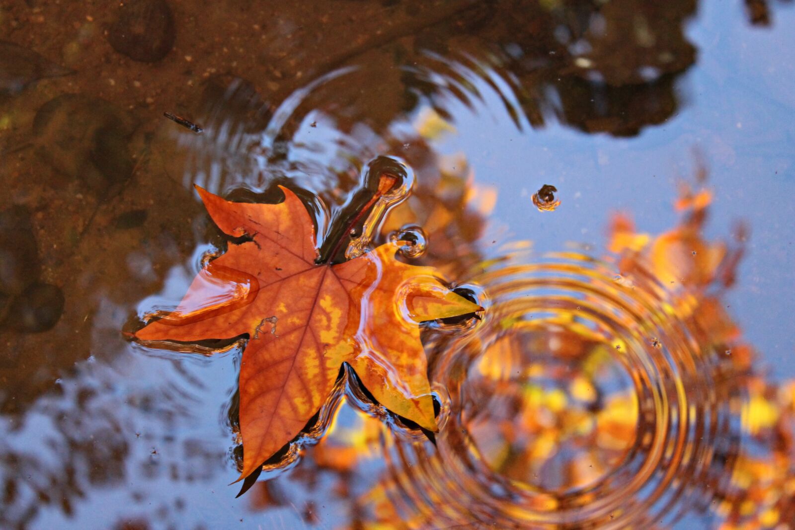 Canon EOS 1100D (EOS Rebel T3 / EOS Kiss X50) sample photo. Leaves, water, reflection photography