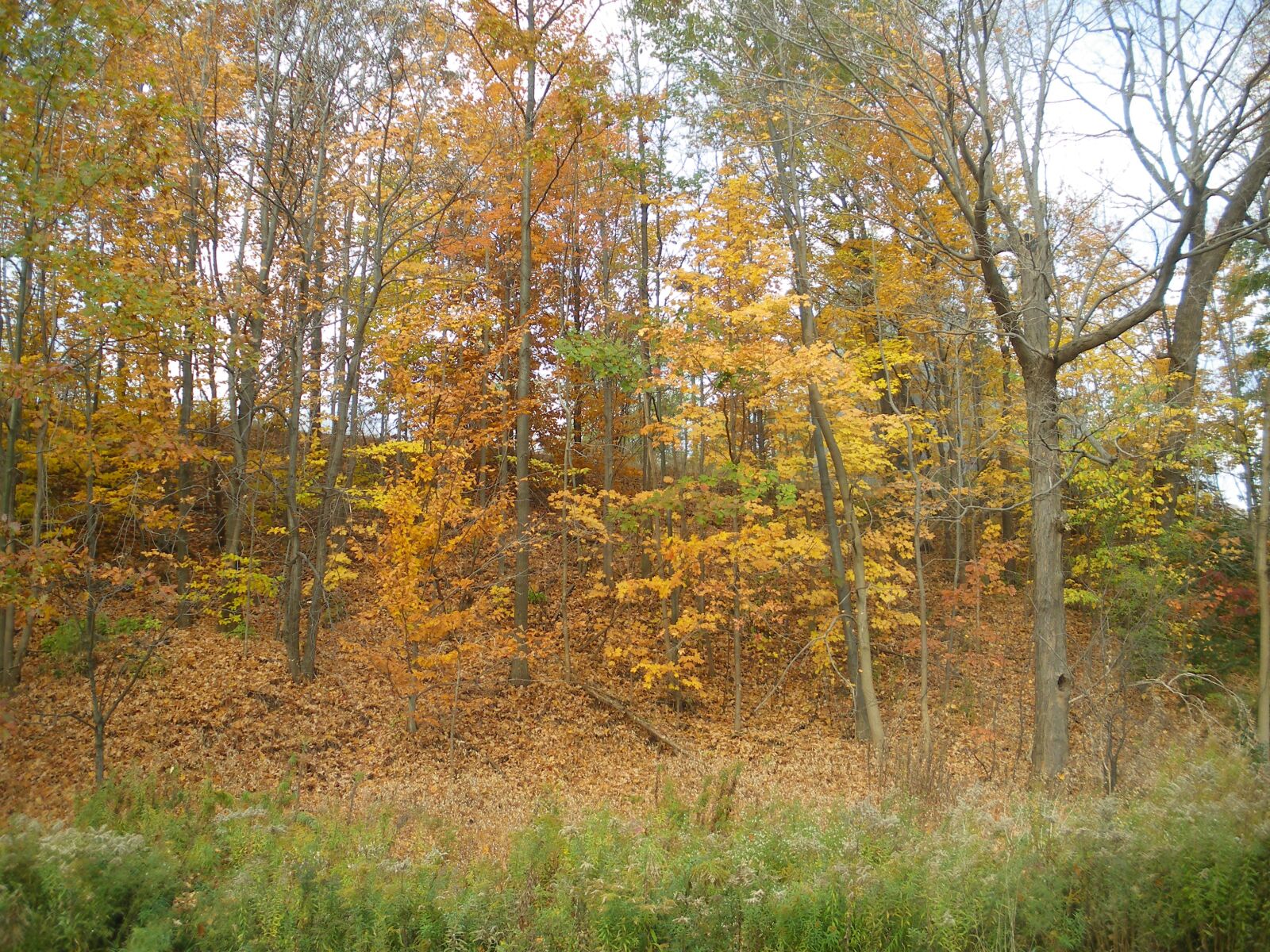 Pentax Optio V20 sample photo. Fall, scenery, nature photography