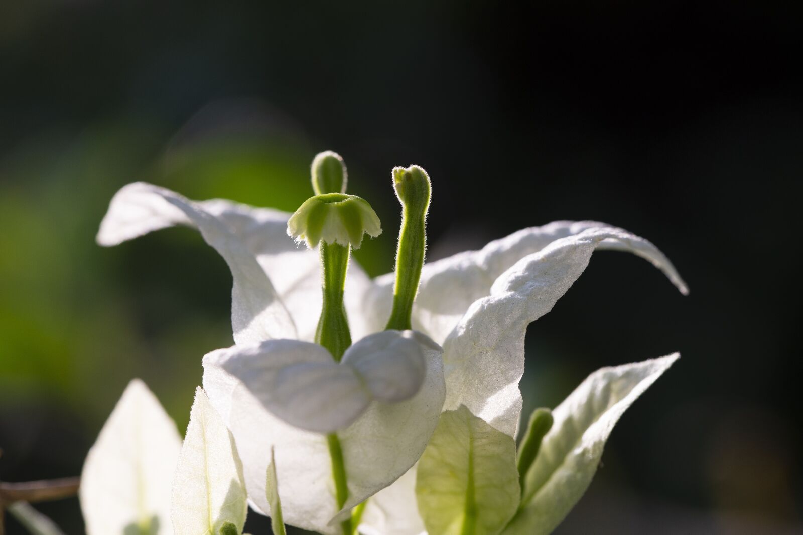 Nikon D600 sample photo. Flowers, nature, garden photography