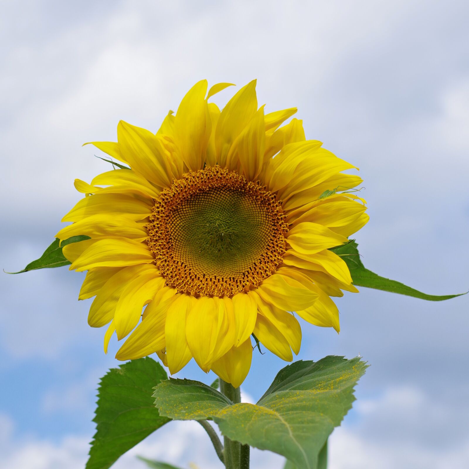 Pentax K-70 sample photo. Sunflower, sky, yellow photography