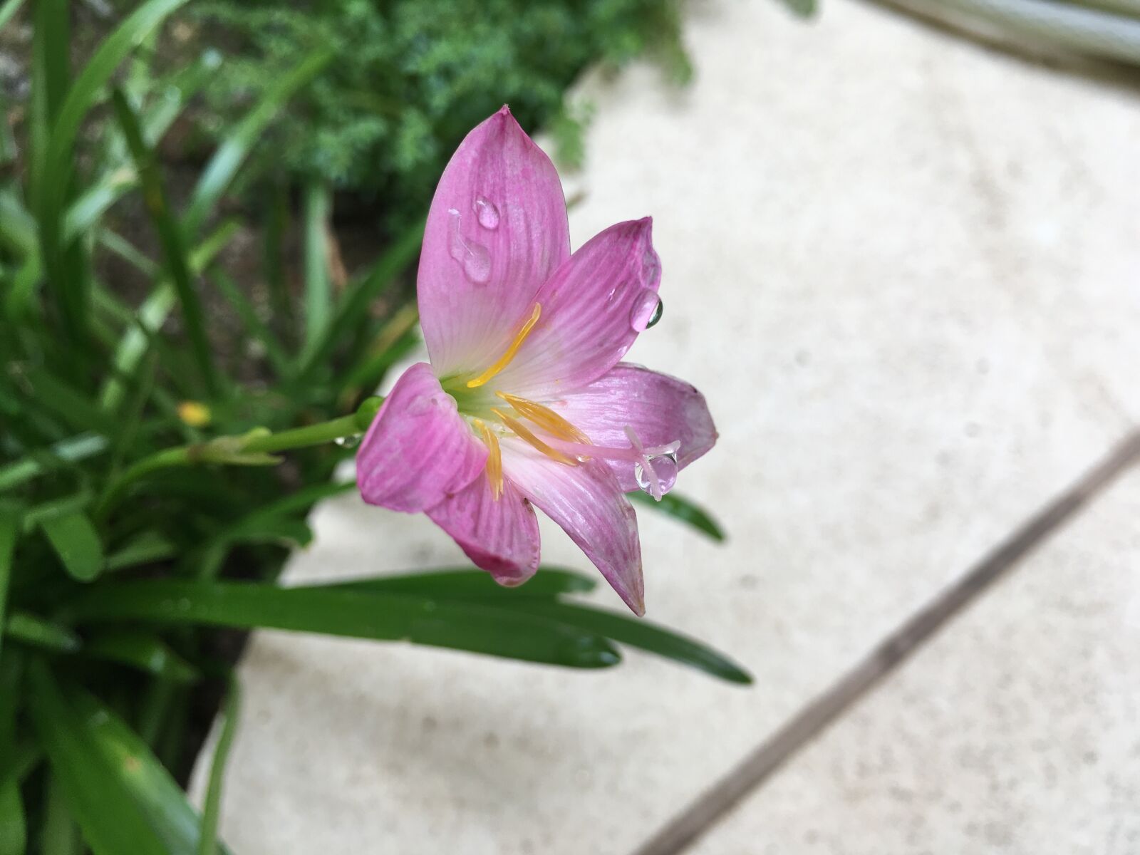 iPhone SE back camera 4.15mm f/2.2 sample photo. Flower, garden photography