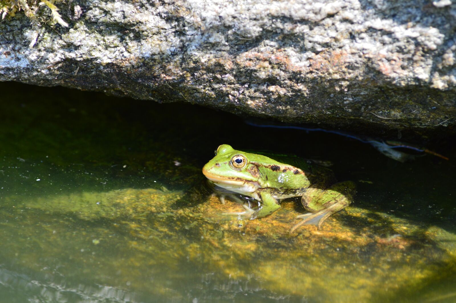 Nikon D3200 sample photo. Frog, pond, water photography