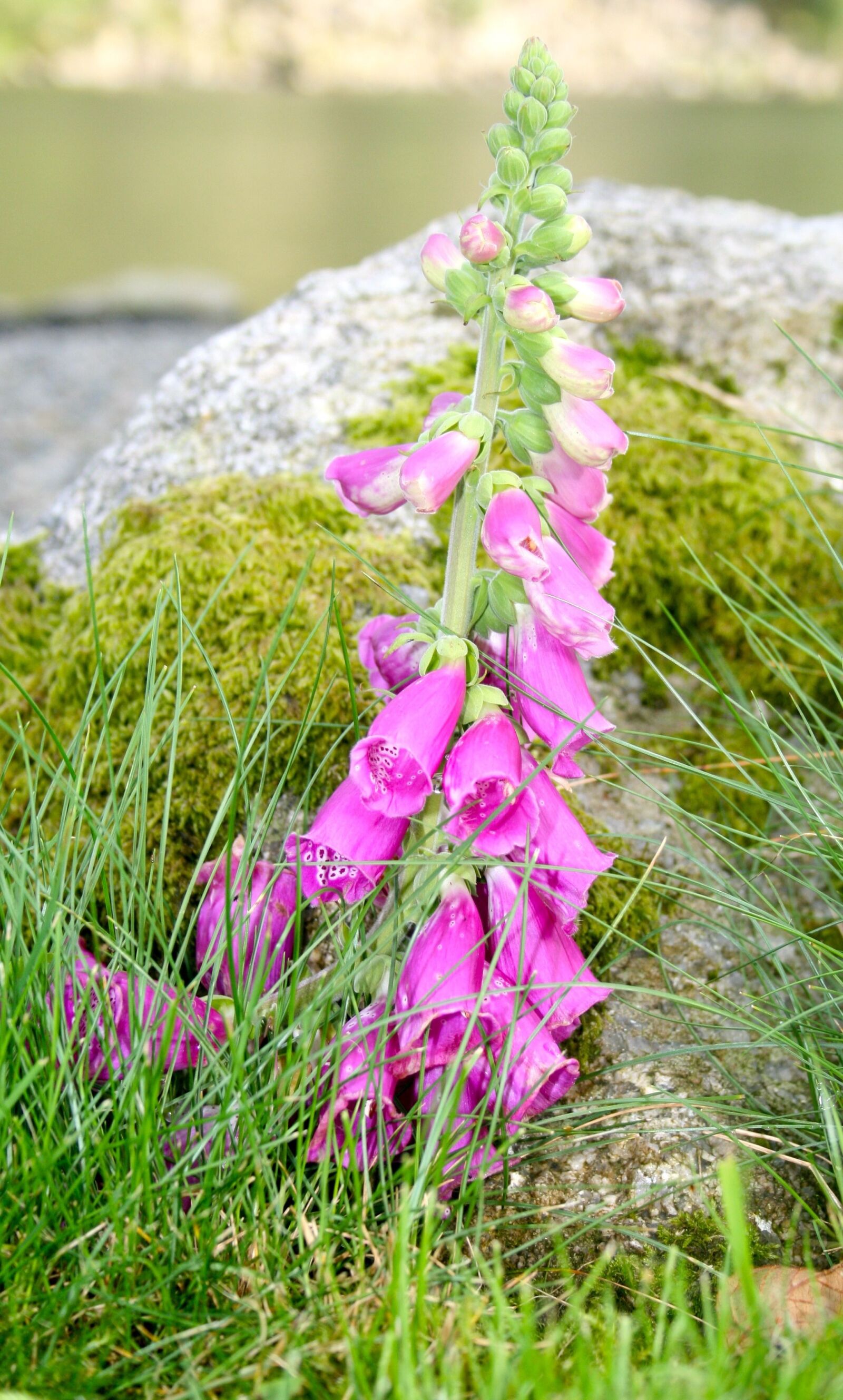 Canon EOS 400D (EOS Digital Rebel XTi / EOS Kiss Digital X) sample photo. Flowers, norway, mountain photography