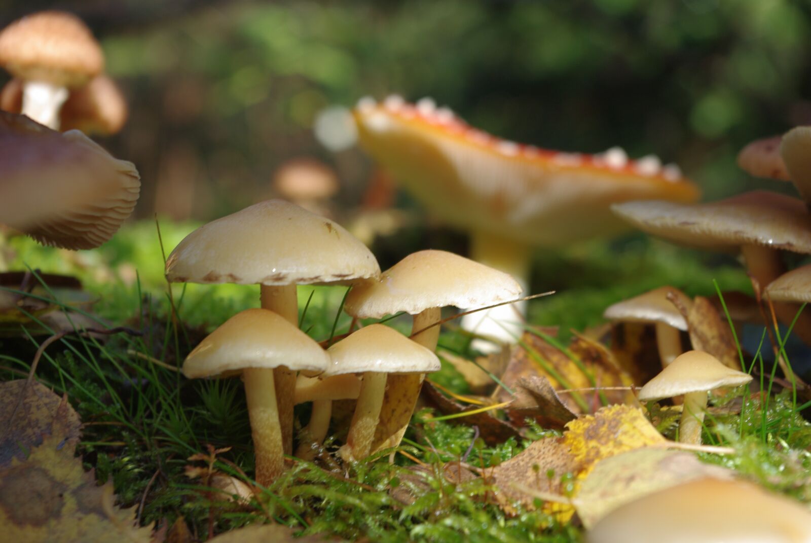 Pentax K-m (K2000) sample photo. Mushrooms, toxic, forest photography