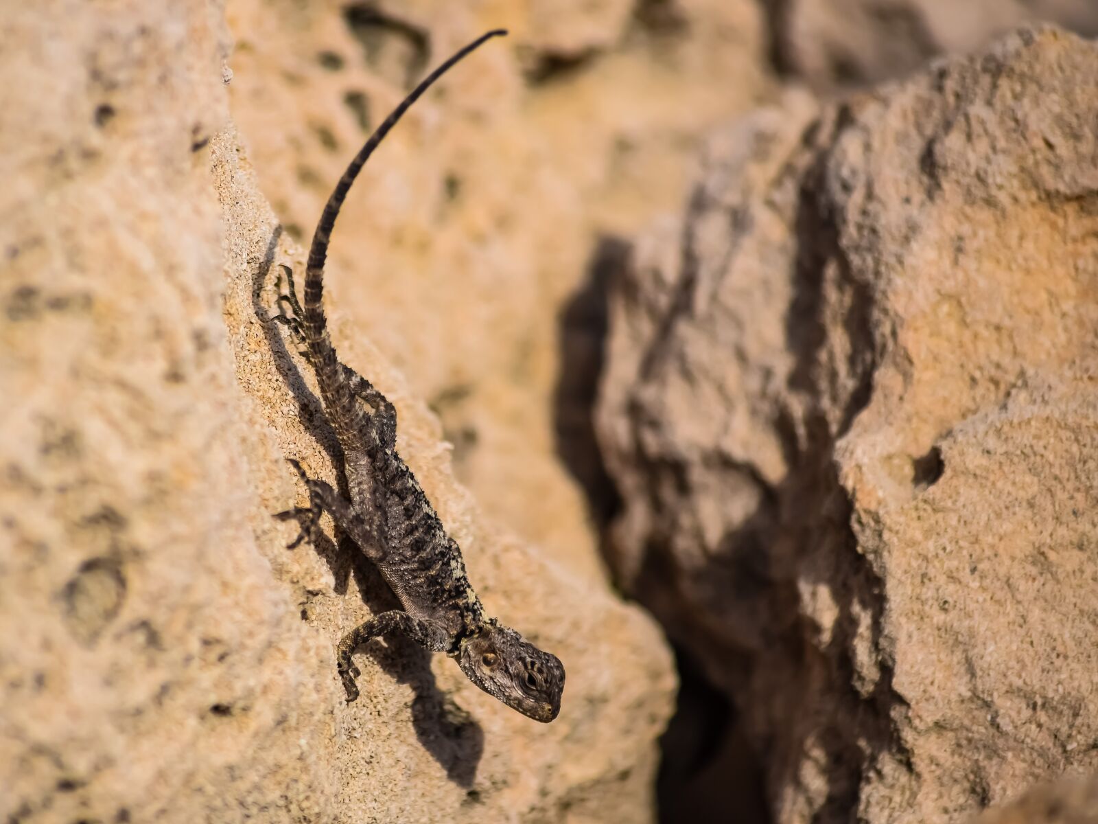 Nikon D3300 sample photo. Nature, lizard, reptile photography