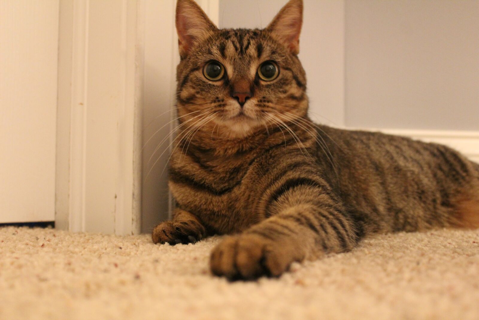 Canon EOS 1200D (EOS Rebel T5 / EOS Kiss X70 / EOS Hi) sample photo. Domestic, animal, cute photography