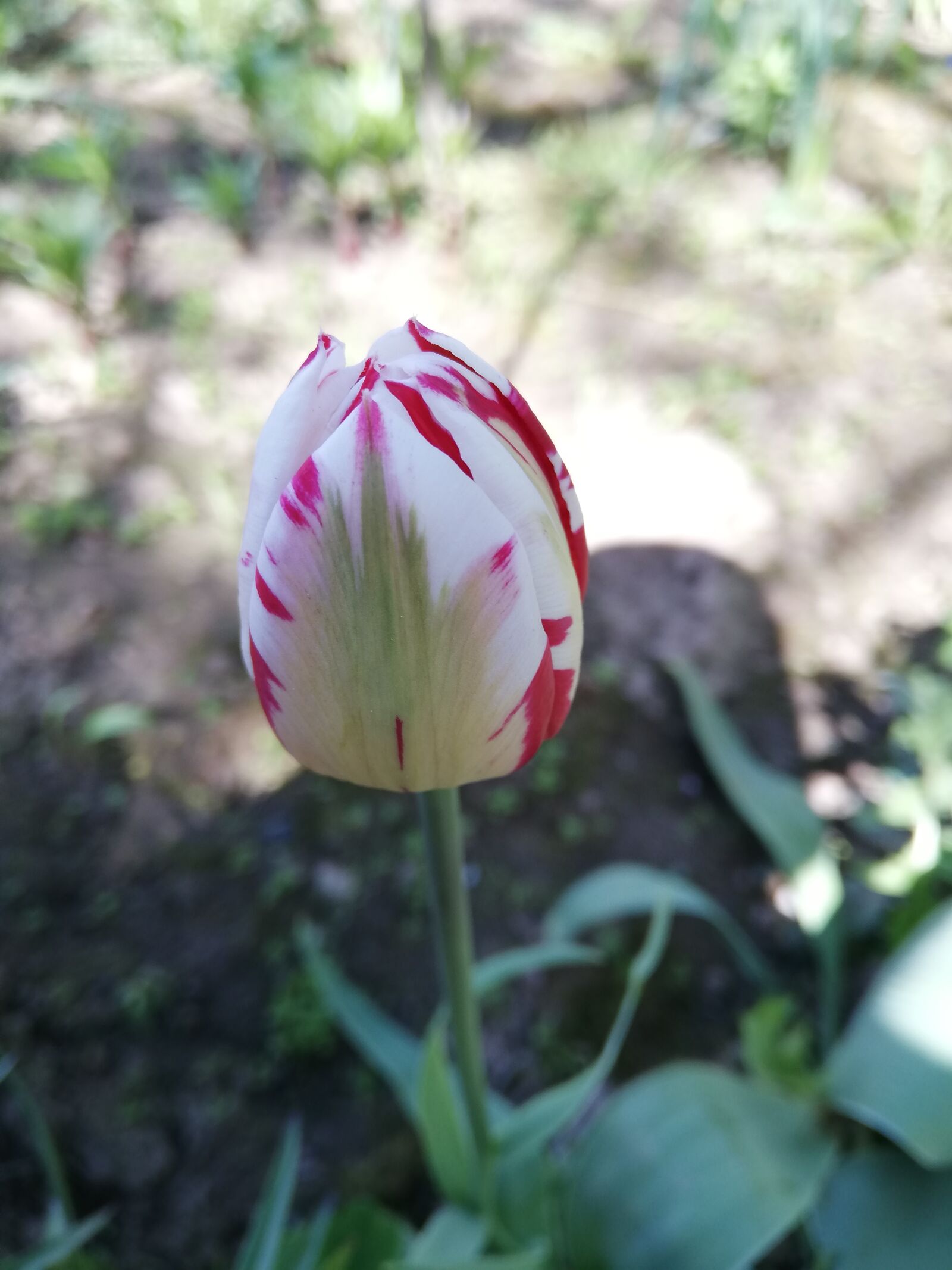 HUAWEI P20 lite sample photo. Flower, tulip, white photography