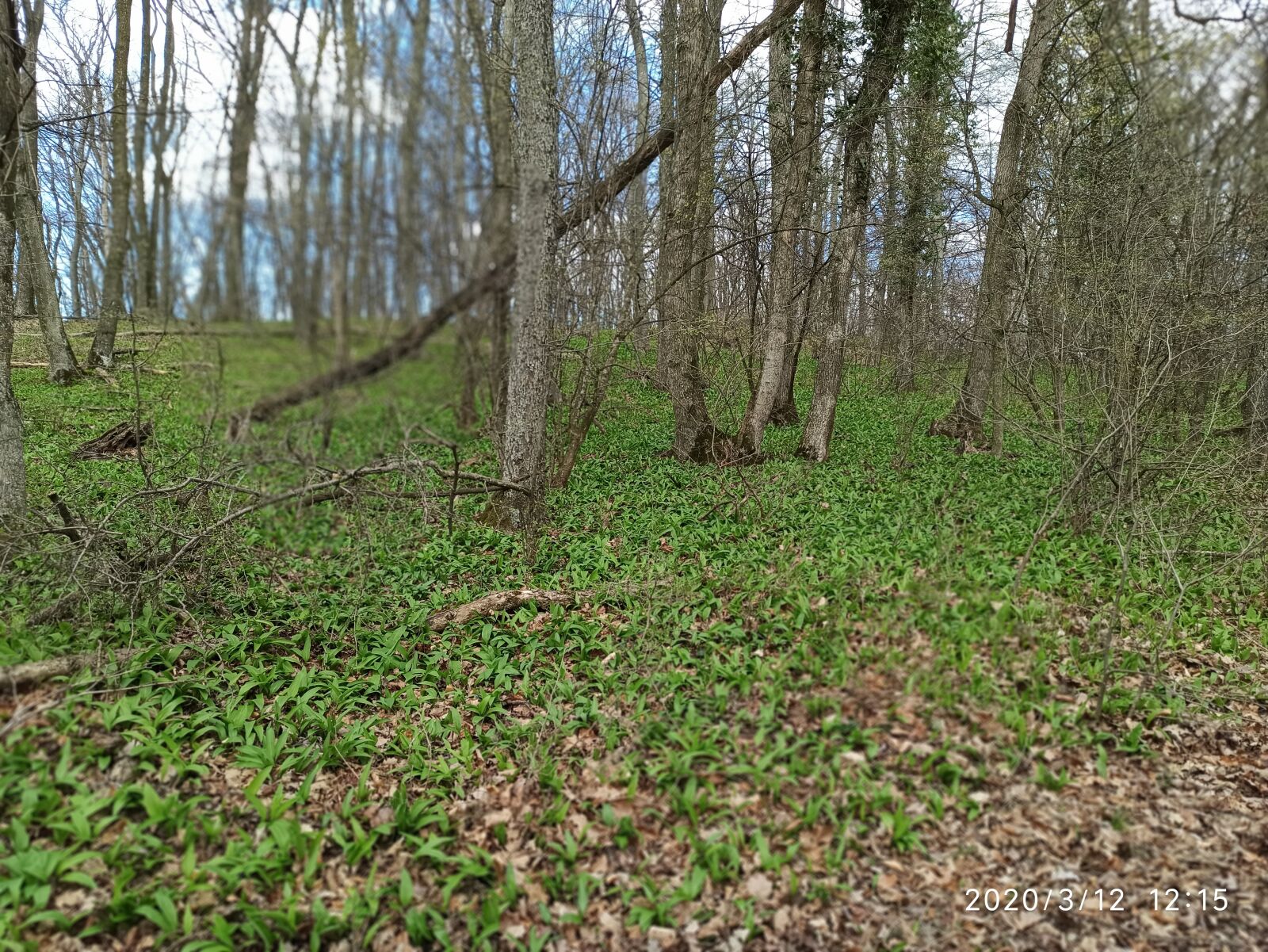 Xiaomi Redmi Note 8 Pro sample photo. Wild garlic forest, wienerwald photography