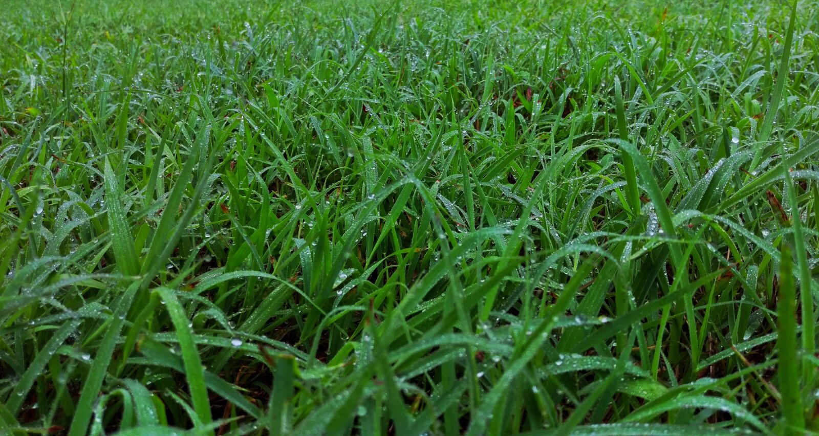HTC ONE M9 sample photo. Grass, green, dew photography