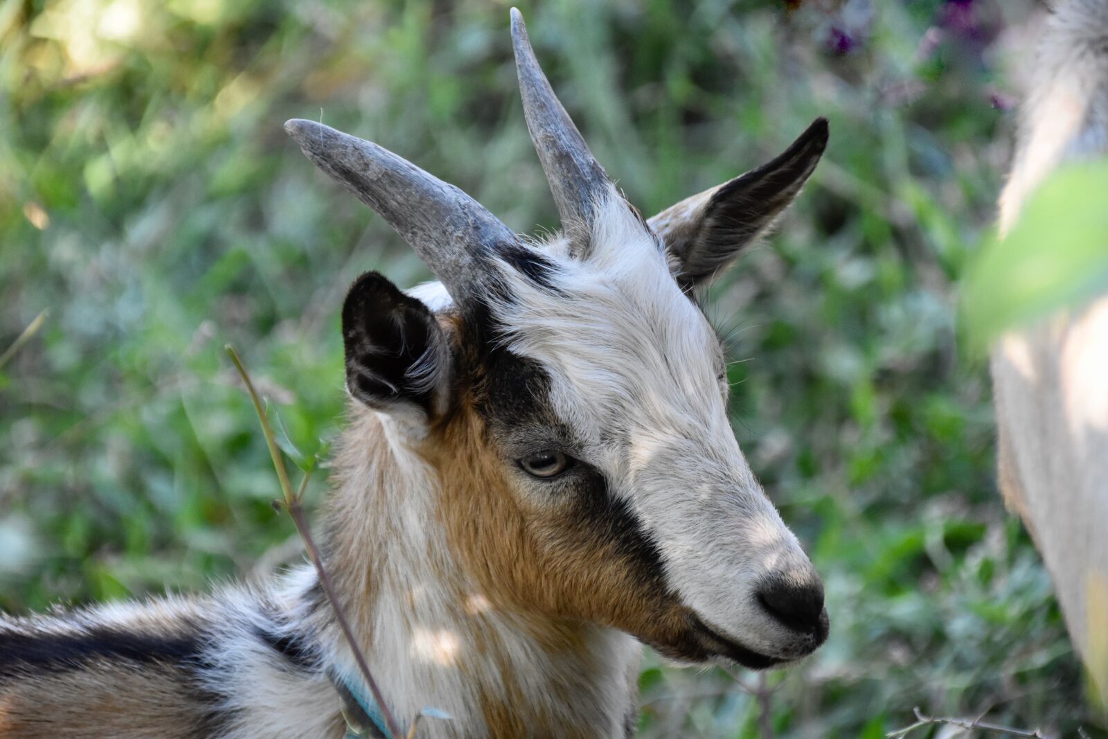 Nikon D5600 sample photo. Goat, goat p pito photography