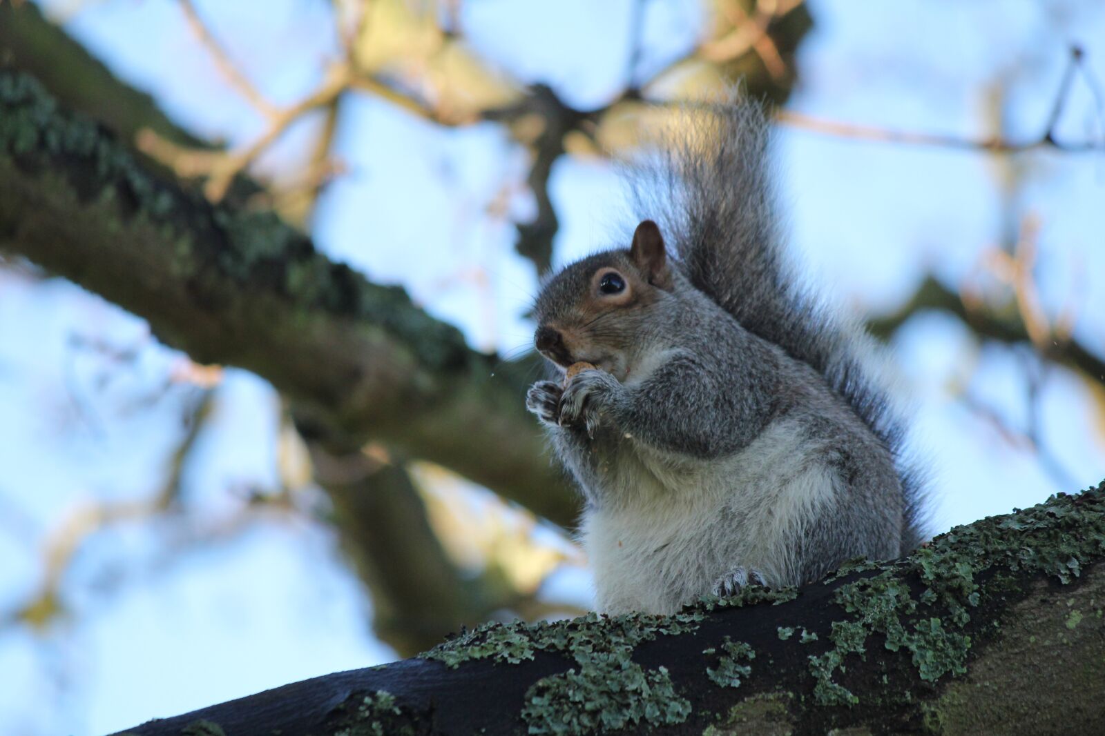 Canon EOS 550D (EOS Rebel T2i / EOS Kiss X4) sample photo. Squirrel, animal, wildlife photography