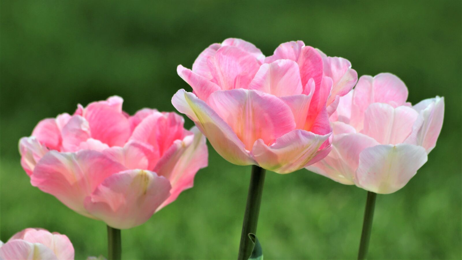 Canon EOS 200D (EOS Rebel SL2 / EOS Kiss X9) sample photo. Pink tulips, spring, flowers photography